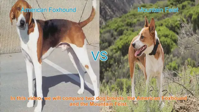 Video thumbnail for American Foxhound vs. Mountain Feist: A Breed Comparison