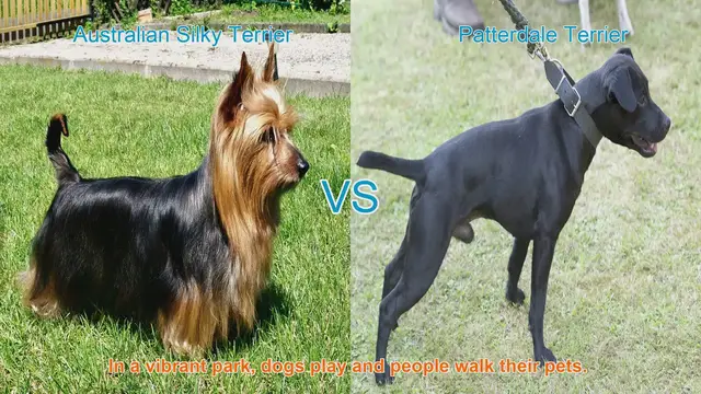 Video thumbnail for Comparing Australian Silky Terrier and Patterdale Terrier: A Guide to Choosing Your Perfect Canine Companion