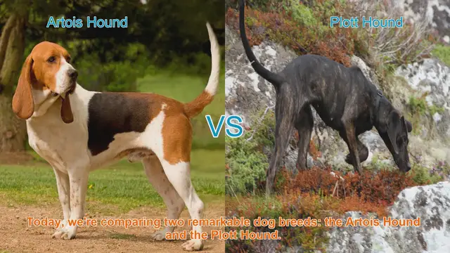 Video thumbnail for Artois Hound vs. Plott Hound: A Comparison of Two Remarkable Breeds