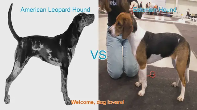 Video thumbnail for American Leopard Hound vs. Estonian Hound: A Comparison for Dog Lovers