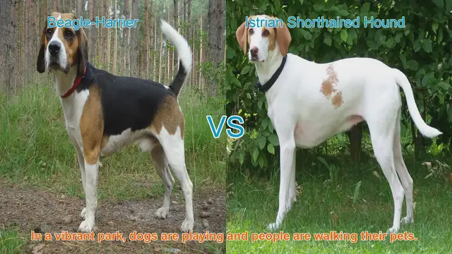 Video thumbnail for Comparing Beagle-Harrier and Istrian Shorthaired Hound: A Comprehensive Guide
