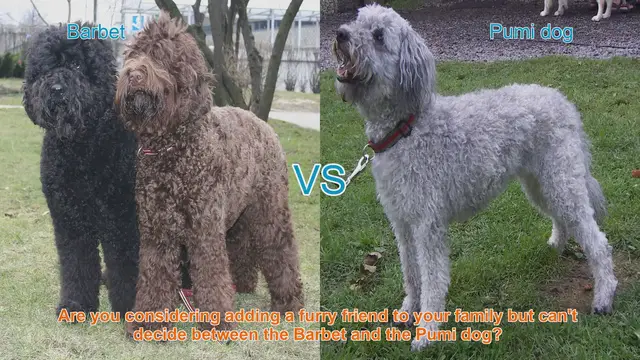Video thumbnail for Barbet vs. Pumi: A Comprehensive Comparison of Two Long-Haired Dog Breeds
