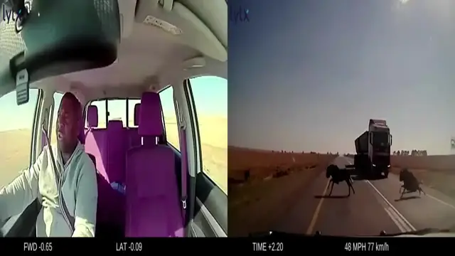 Video thumbnail for Distracted Driver Collides with Wildebeests in South African Road Incident Captured on Dashcam