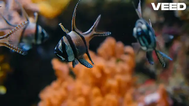 Video thumbnail for Discover the Fascinating Life of Cardinalfish!