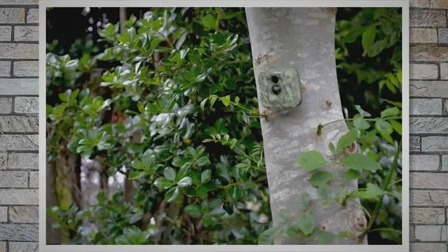 Video thumbnail for Rechargeable Lithium AA Batteries for Blink Camera: A Comprehensive Guide