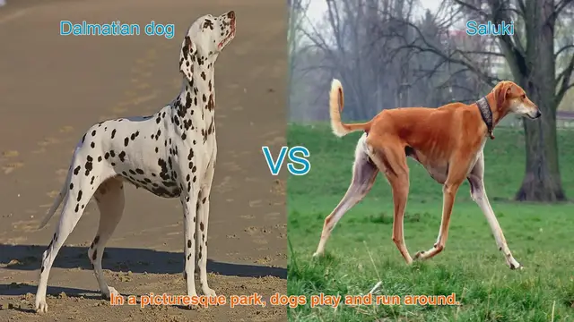 Video thumbnail for Dalmatian vs. Saluki: A Comparison of Two Elegant Dog Breeds