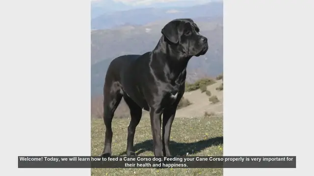 Video thumbnail for How to Properly Feed Your Cane Corso: Essential Tips for a Healthy Dog