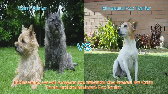 Video thumbnail for Cairn Terrier vs. Miniature Fox Terrier: A Comparison of Delightful Dog Breeds