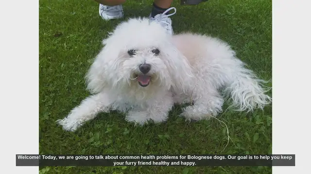 Video thumbnail for Common Health Problems in Bolognese Dogs: Tips for a Healthy Pup