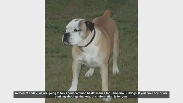 Video thumbnail for Common Health Issues in Campeiro Bulldogs: What You Need to Know