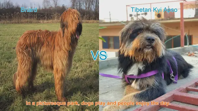 Video thumbnail for Briard vs. Tibetan Kyi Apso: A Comprehensive Comparison of Long-Haired Dog Breeds