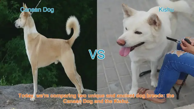 Video thumbnail for Canaan Dog vs. Kishu: A Comparison of Ancient Breeds