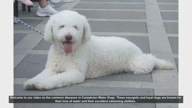 Video thumbnail for Common Health Issues in Cantabrian Water Dogs: Prevention and Management