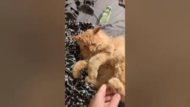 Video thumbnail for 😺Cat Belly TRAP! | Parker The Cat