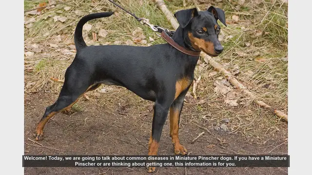 Video thumbnail for Common Diseases in Miniature Pinscher Dogs: What You Need to Know