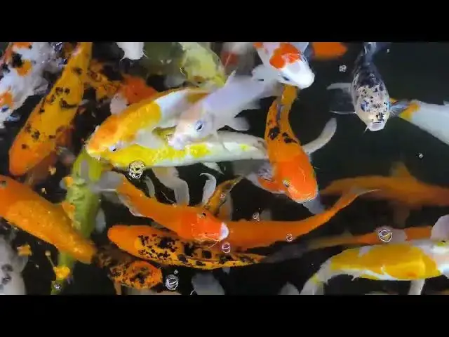Video thumbnail for Koi Fish in Japanese Zen: Living Symbols of Wisdom