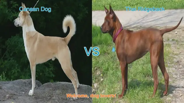 Video thumbnail for Canaan Dog vs. Thai Ridgeback: A Comparison of Ancient Breeds