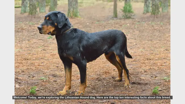 Video thumbnail for Top 10 Fascinating Facts About the Lithuanian Hound Dog