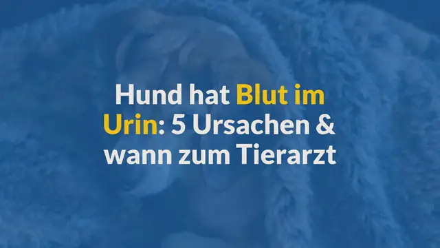 Video thumbnail for Hund hat Blut im Urin: 5 Ursachen & wann zum Tierarzt (2024)