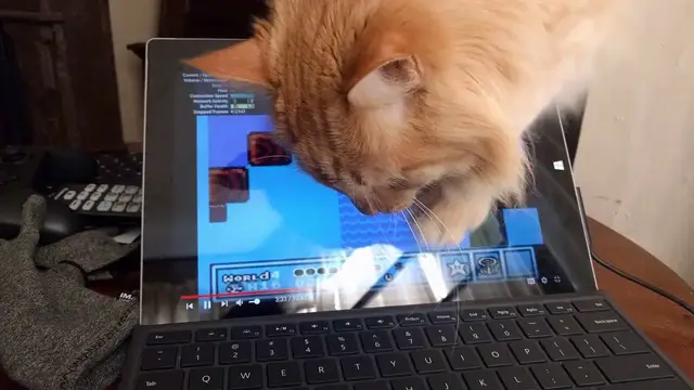 Video thumbnail for Parker VS Surface Touch Screen | Parker The Cat