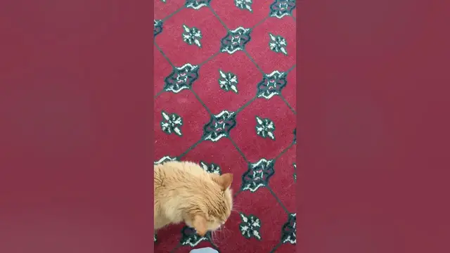 Video thumbnail for 😺Kitty Screaming Time | Parker the Cat