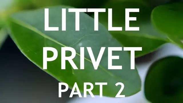 Video thumbnail for Little Privet Bonsai, from cutting, 2