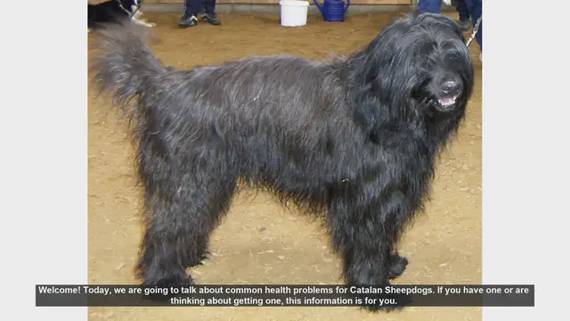 Video thumbnail for Common Health Problems in Catalan Sheepdogs: What You Need to Know