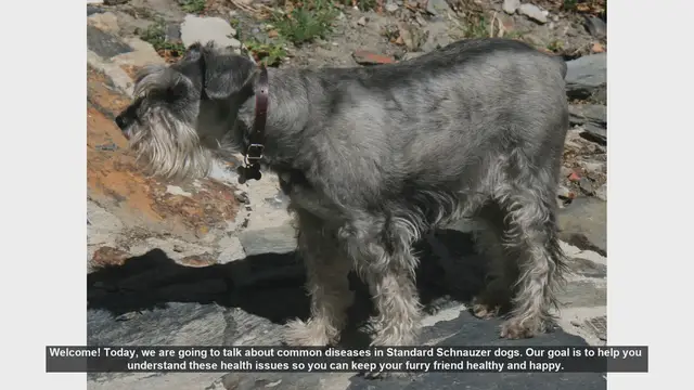 Video thumbnail for Common Health Issues in Standard Schnauzer Dogs