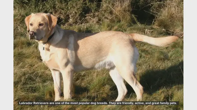 Video thumbnail for Common Health Issues in Labrador Retrievers and How to Prevent Them