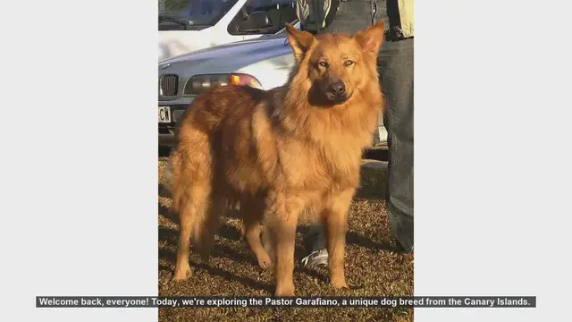 Video thumbnail for Pastor Garafiano: Pros and Cons of This Loyal Canary Island Breed