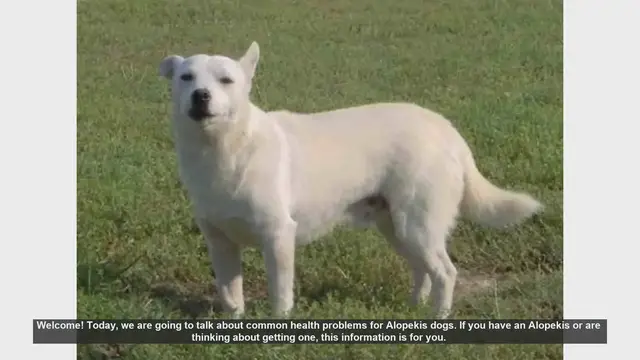 Video thumbnail for Common Health Problems in Alopekis Dogs: What You Need to Know