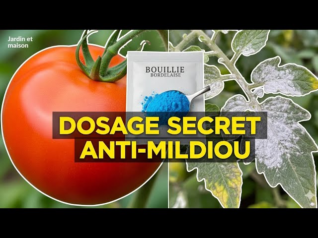 Video thumbnail for Comment Doser la Bouillie Bordelaise ? Protégez vos Tomates du Mildiou ! #potager #astucejardin