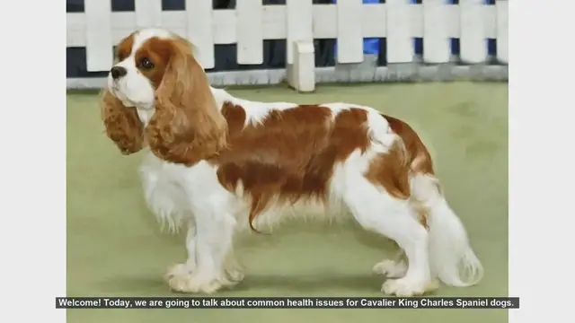 Video thumbnail for Common Health Issues in Cavalier King Charles Spaniels
