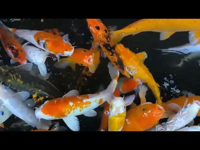 Video thumbnail for Koi Fish Intelligence: Can They Recognize Their Owners?