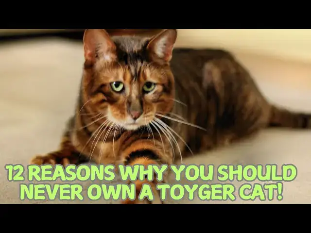 Video thumbnail for 12 Reasons Why You Should Never Own a Toyger Cat! 🐅✨