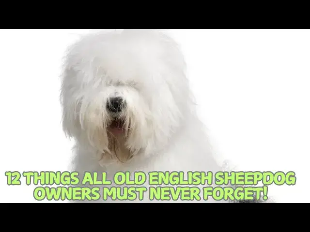 Video thumbnail for 12 Things All Old English Sheepdog Owners Must Never Forget! 🐕❗
