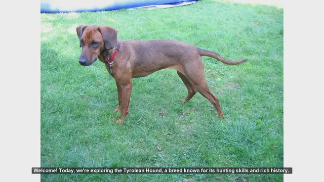Video thumbnail for Top 10 Facts About the Tyrolean Hound