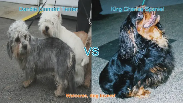 Video thumbnail for Dandie Dinmont Terrier vs. King Charles Spaniel: A Comparison of Charming Dog Breeds