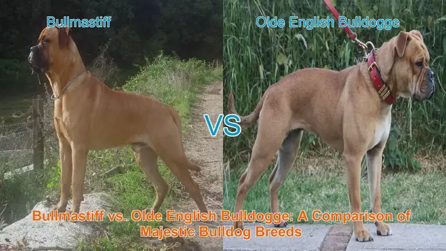 Video thumbnail for Bullmastiff vs. Olde English Bulldogge: A Comparison of Majestic Bulldog Breeds