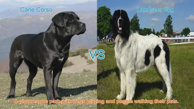 Video thumbnail for Cane Corso vs. Landseer: A Comprehensive Breed Comparison
