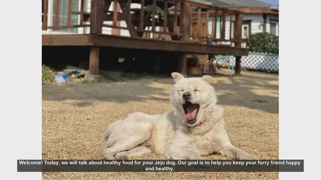 Video thumbnail for Healthy Diet Tips for Your Jeju Dog