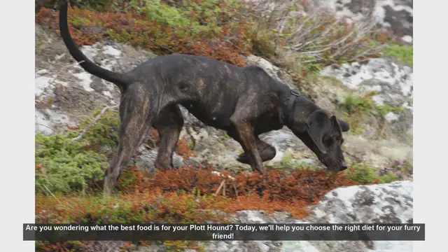 Video thumbnail for Best Diet Tips for Your Plott Hound: Keep Them Healthy and Active!