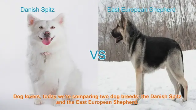Video thumbnail for Danish Spitz vs. East European Shepherd: A Dog Breed Comparison