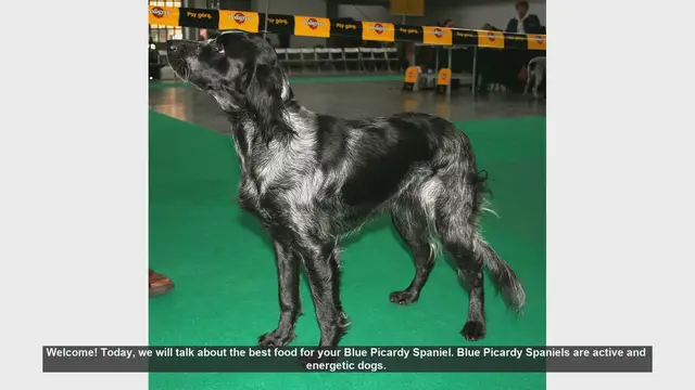Video thumbnail for Best Food for Your Blue Picardy Spaniel: A Complete Guide