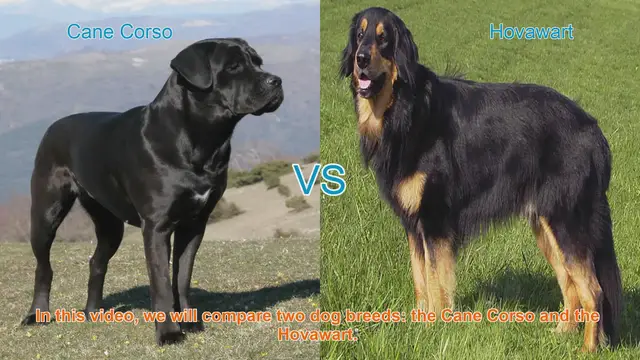 Video thumbnail for Cane Corso vs. Hovawart: A Comprehensive Breed Comparison