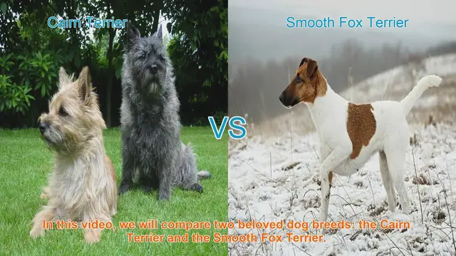 Video thumbnail for Cairn Terrier vs. Smooth Fox Terrier: A Comparison of Beloved Dog Breeds