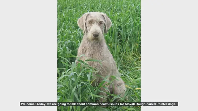 Video thumbnail for Common Health Issues in Slovak Rough-haired Pointers: What You Need to Know