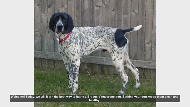 Video thumbnail for How to Bathe Your Braque d'Auvergne Dog: Step-by-Step Guide
