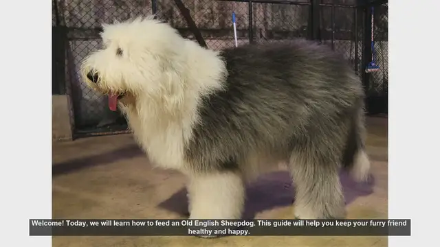 Video thumbnail for How to Feed Your Old English Sheepdog: A Complete Guide