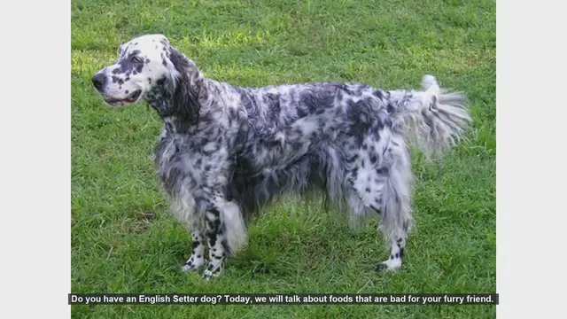 Video thumbnail for Foods to Avoid Feeding Your English Setter